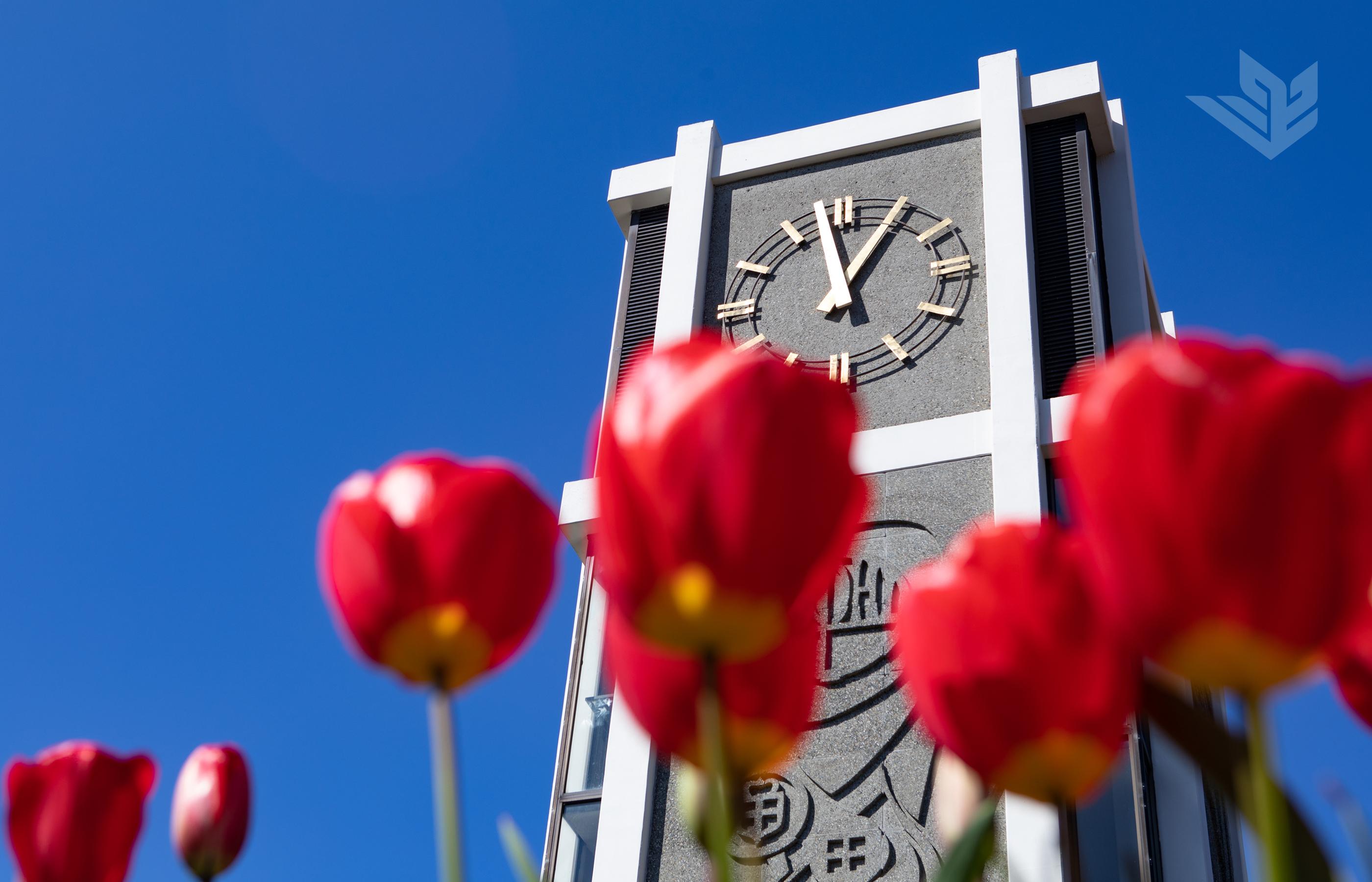 在德马雷大厅标志性的钟塔的照片中，亮红色的郁金香在前景
